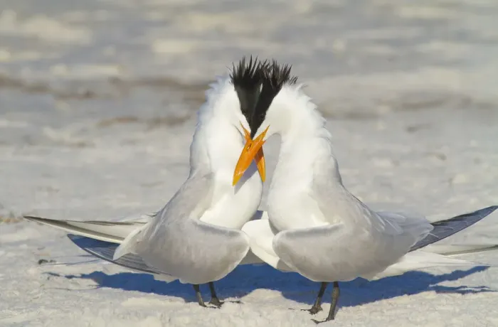 Framed Print : Royal terns (Sterna maxima) pair crossing bills during courtship behaviour, Fort DeSoto Park Framed Print : Royal terns (Sterna maxima) pair crossing bills during courtship behaviour, Fort DeSoto Park