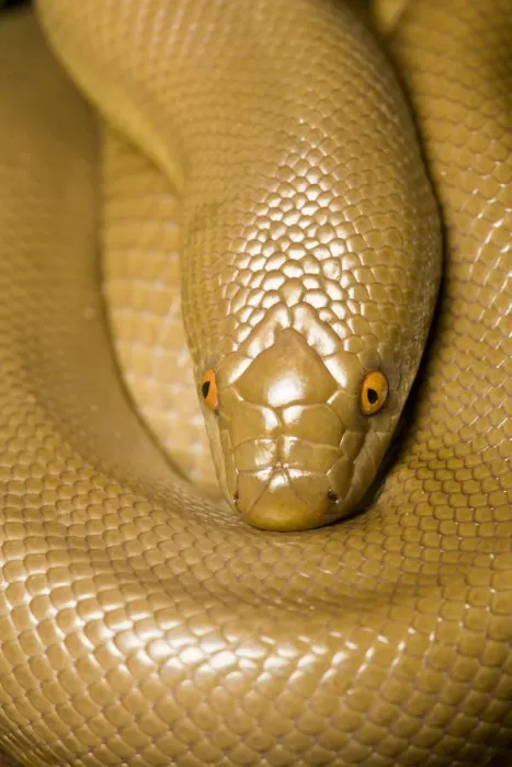 Framed Print : Rubber Boa (Charina bottae) portrait. California, USA, November Framed Print : Rubber Boa (Charina bottae) portrait. California, USA, November
