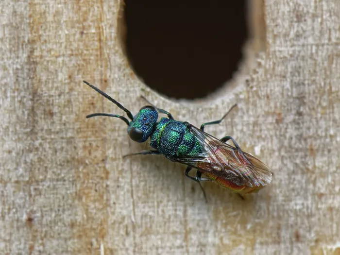 Framed Print : Ruby-tailed cuckoo wasp (Chrysis ignita) searching for Potter wasp (Ancistrocerus sp.) nests to parasitise in an insect hotel, Wiltshire, England, UK. August Framed Print : Ruby-tailed cuckoo wasp (Chrysis ignita) searching for Potter wasp (Ancistrocerus sp.) nests to parasitise in an insect hotel, Wiltshire, England, UK. August