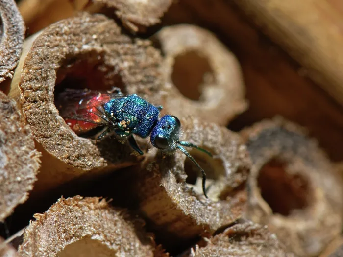 Framed Print : Ruby-tailed cuckoo wasp (Pseudomalus auratus) searching for Solitary wasp nest to parasitize in an insect hotel, Wiltshire, England, UK. June Framed Print : Ruby-tailed cuckoo wasp (Pseudomalus auratus) searching for Solitary wasp nest to parasitize in an insect hotel, Wiltshire, England, UK. June