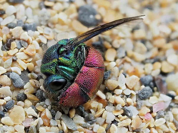 Ruby-tailed wasp (Chrysis ignita) curled up in defensive posture after being dragged from Silver leaf cutter bee (Megachile leachella) nest tunnel in sand dunes. Cornwall, England, UK. May. Focus Stacked