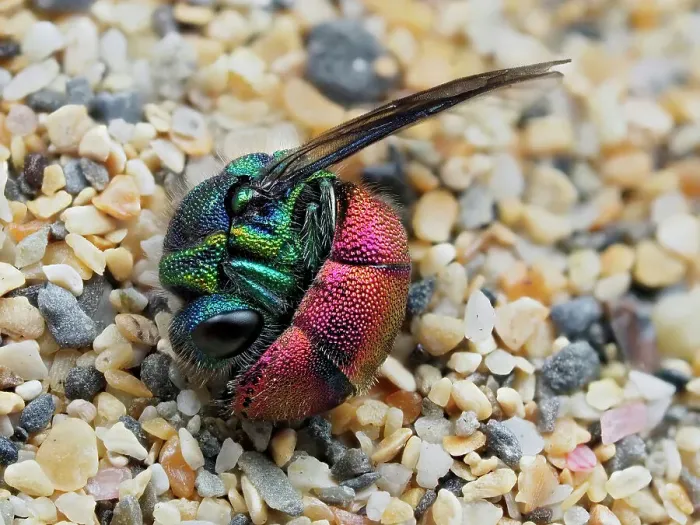 Framed Print : Ruby-tailed wasp (Chrysis ignita) curled up in defensive posture after being dragged from Silver leaf cutter bee (Megachile leachella) nest tunnel in sand dunes. Cornwall, England, UK. May. Focus Stacked Framed Print : Ruby-tailed wasp (Chrysis ignita) curled up in defensive posture after being dragged from Silver leaf cutter bee (Megachile leachella) nest tunnel in sand dunes. Cornwall, England, UK. May. Focus Stacked