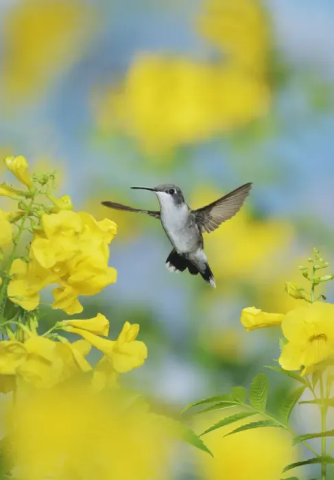 Framed Print : Ruby-throated hummingbird (Archilochus colubris), female in flight feeding on Yellow bells Framed Print : Ruby-throated hummingbird (Archilochus colubris), female in flight feeding on Yellow bells