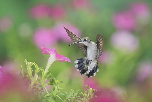 Ruby-throated hummingbird (Archilochus colubris), female in flight feeding on Petunia flowers