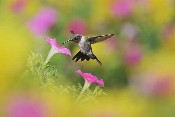 Ruby-throated hummingbird (Archilochus colubris), male in flight feeding on Petunia flowers