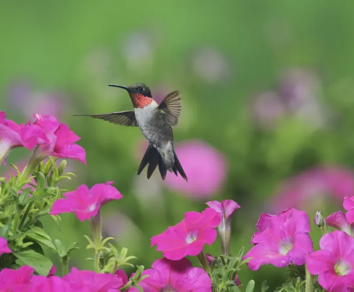 Framed Print : Ruby-throated hummingbird (Archilochus colubris), male in flight feeding on Petunia flowers Framed Print : Ruby-throated hummingbird (Archilochus colubris), male in flight feeding on Petunia flowers