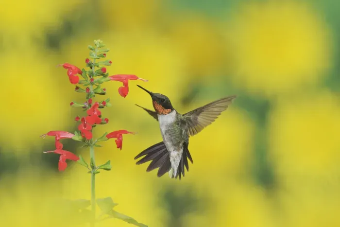 Framed Print : Ruby-throated hummingbird (Archilochus colubris), male in flight feeding on Tropical Sage