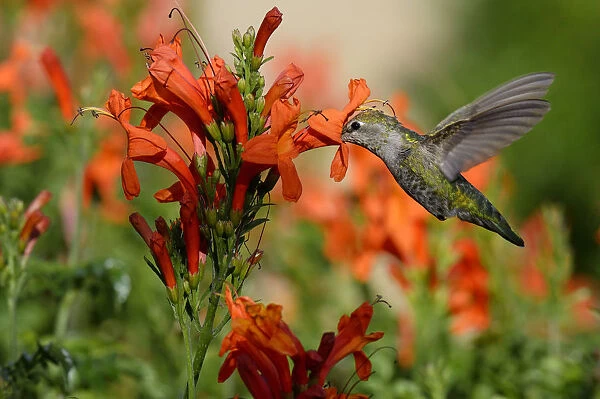 Ruby-throated hummingbird (Archilochus colubris) female in flight feeding, California