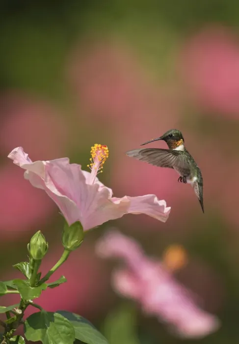 Framed Print : Ruby-throated hummingbird (Archilochus colubris) male flying towards Hibiscus (Hibiscus sp) flower before nectaring. Hill Country, Texas, USA