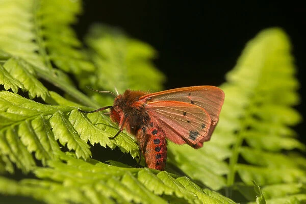 Ruby tiger moth (Phragmatobia fuliginosa) on fern, Sheffield, England, UK, August