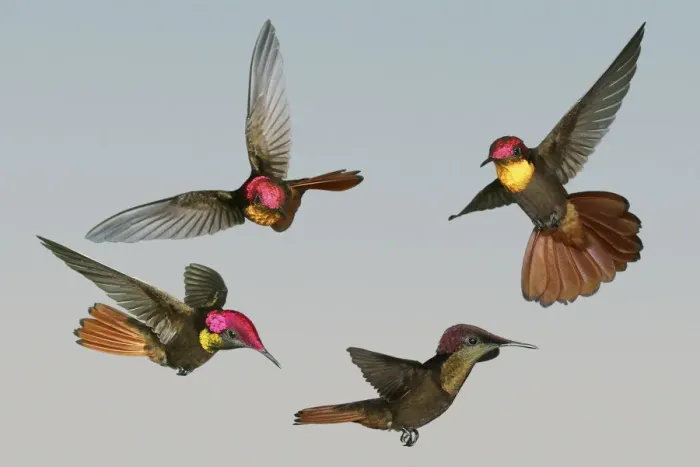Framed Print : Ruby-topaz Hummingbird (Chrysolampis mosquitus) male flying demonstrating how brilliant Framed Print : Ruby-topaz Hummingbird (Chrysolampis mosquitus) male flying demonstrating how brilliant