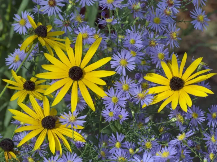 Framed Print : Rudbeckia fulgida var. sullivantii Goldsturm in garden with Michaelmas daisies