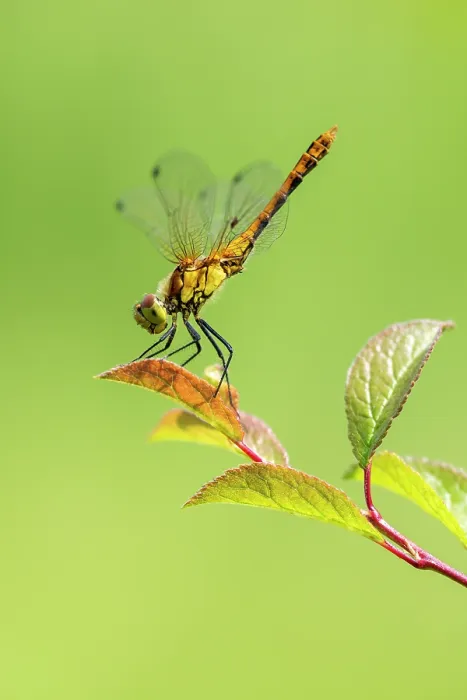 Framed Print : Ruddy darter (Sympetrum sanguineum) female, resting in obelisk position - to prevent overheating on hot days, Wicken Fen, Cambridgeshire, England, UK. June Framed Print : Ruddy darter (Sympetrum sanguineum) female, resting in obelisk position - to prevent overheating on hot days, Wicken Fen, Cambridgeshire, England, UK. June