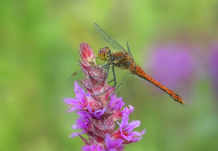 Framed Print : Ruddy darter (Sympetrum sanguineum) male, resting on Purple loosestrife (Lythrum salicaria) flower, Brackagh Moss NNR, Portadown, County Armagh, Northern Ireland, UK. August Framed Print : Ruddy darter (Sympetrum sanguineum) male, resting on Purple loosestrife (Lythrum salicaria) flower, Brackagh Moss NNR, Portadown, County Armagh, Northern Ireland, UK. August