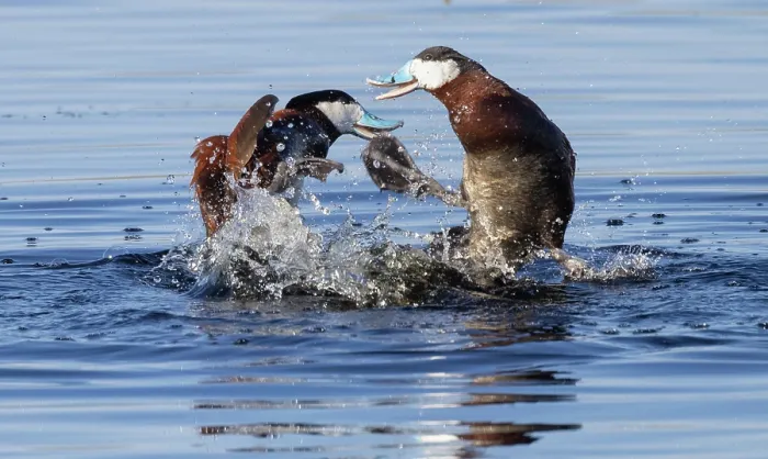 Framed Print : Ruddy duck (Oxyura jamaicensis) drakes fight over female during breeding season, Colorado, USA, July Framed Print : Ruddy duck (Oxyura jamaicensis) drakes fight over female during breeding season, Colorado, USA, July