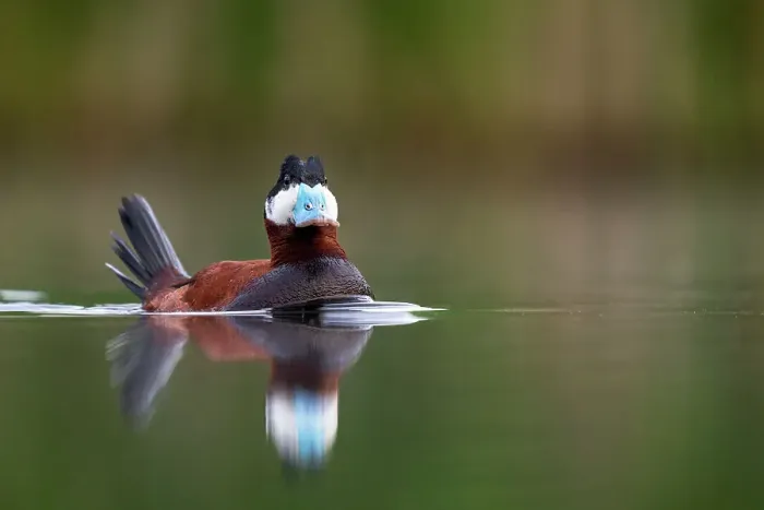 Framed Print : Ruddy duck (Oxyura jamaicensis) male in courtship display. Valkenhorst nature reserve, Valkenswaard, The Netherlands. May
