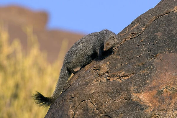 Ruddy Mongoose (Herpestes smithii) on a rock. Karnataka, India