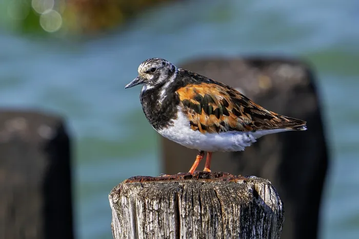 Framed Print : Ruddy turnstone (Arenaria interpres) in breeding plumage resting on wooden breakwater, Zeeland, Netherlands. August Framed Print : Ruddy turnstone (Arenaria interpres) in breeding plumage resting on wooden breakwater, Zeeland, Netherlands. August