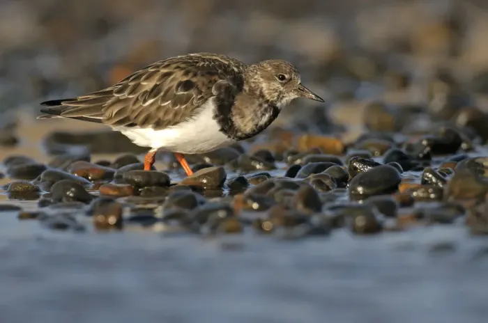 Framed Print : Ruddy turnstone (Arenaria interpres) feeding on shingle beach, Norfolk, England, UK, November Framed Print : Ruddy turnstone (Arenaria interpres) feeding on shingle beach, Norfolk, England, UK, November