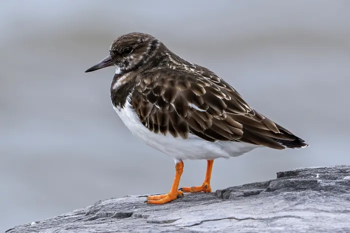 Framed Print : Ruddy turnstone (Arenaria interpres) in non-breeding plumage perched on rock along the North Sea coast in winter, Zeeland, Netherlands. December Framed Print : Ruddy turnstone (Arenaria interpres) in non-breeding plumage perched on rock along the North Sea coast in winter, Zeeland, Netherlands. December