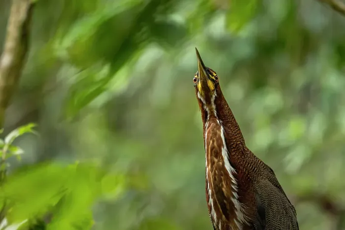 Framed Print : Rufescent tiger heron (Tigrisoma lineatum) portrait, Yasuni National Park, Orellana, Ecuador Framed Print : Rufescent tiger heron (Tigrisoma lineatum) portrait, Yasuni National Park, Orellana, Ecuador