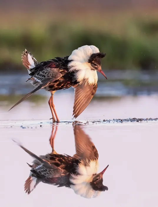 Framed Print : Ruff (Calidris pugnax) male, displaying in feeding pool, Liminganlahti Bay, Liminka, Finland. May