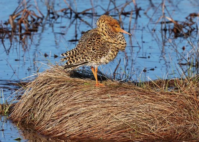 Framed Print : Ruff (Calidris pugnax) male, standing at the edge of lek, camouflaged, Pokka, Finnish Lapland. May Framed Print : Ruff (Calidris pugnax) male, standing at the edge of lek, camouflaged, Pokka, Finnish Lapland. May