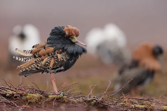 Framed Print : Ruff (Calidris pugnax) males, displaying at lekking site, Varanger, Norway. May