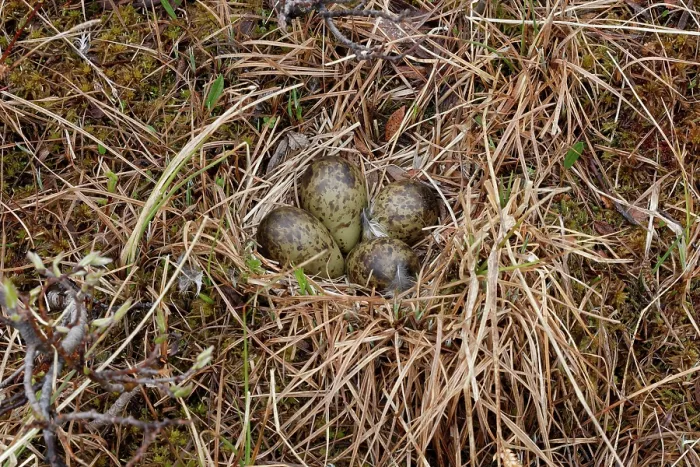 Framed Print : Ruff (Calidris pugnax) nest with eggs, Varanger, Norway. June Framed Print : Ruff (Calidris pugnax) nest with eggs, Varanger, Norway. June