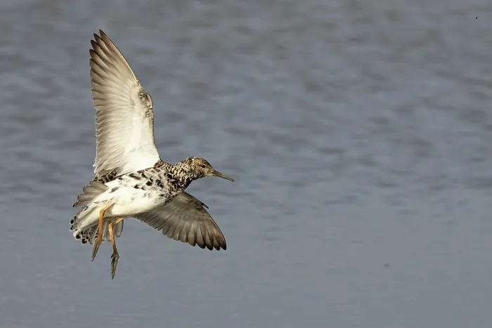 Framed Print : Ruff (Philomachus pugnax) in flight, Cley, Norfolk, UK. April Framed Print : Ruff (Philomachus pugnax) in flight, Cley, Norfolk, UK. April