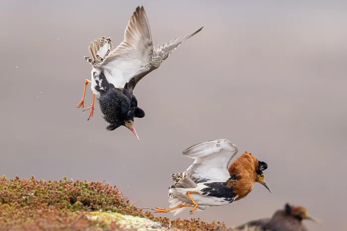Framed Print : Two Ruff (Philomachus pugnax) males, displaying at lek site, Varanger Peninsula, Finnmark, Norway. June Framed Print : Two Ruff (Philomachus pugnax) males, displaying at lek site, Varanger Peninsula, Finnmark, Norway. June