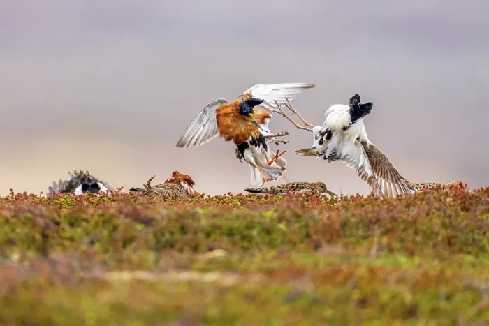Framed Print : Two Ruff (Philomachus pugnax) males, fighting at lek site with females in background, Varanger Peninsula, Finnmark, Norway. June Framed Print : Two Ruff (Philomachus pugnax) males, fighting at lek site with females in background, Varanger Peninsula, Finnmark, Norway. June