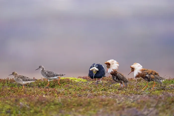 Framed Print : Three Ruff (Philomachus pugnax) males displaying on lek, with two females walking by, Varanger Peninsula, Finnmark, Norway. June Framed Print : Three Ruff (Philomachus pugnax) males displaying on lek, with two females walking by, Varanger Peninsula, Finnmark, Norway. June