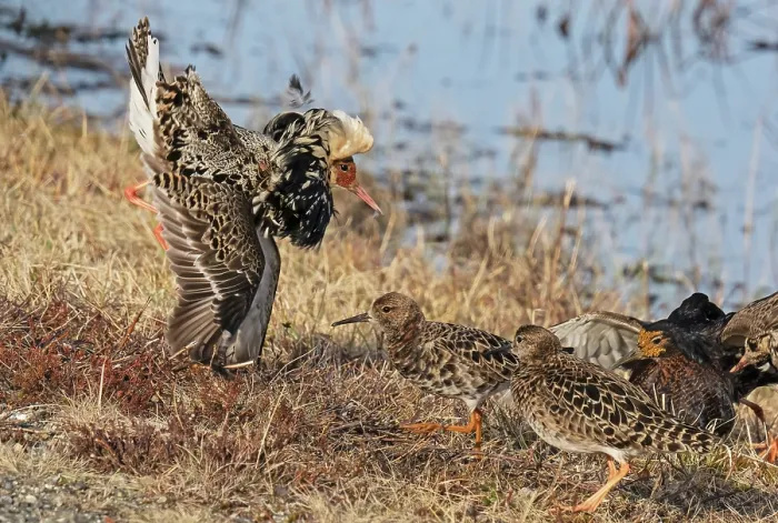Framed Print : Three Ruffs (Calidris pugnax) male, displaying to two females at the lek, Pokka, Finnish Lapland. May