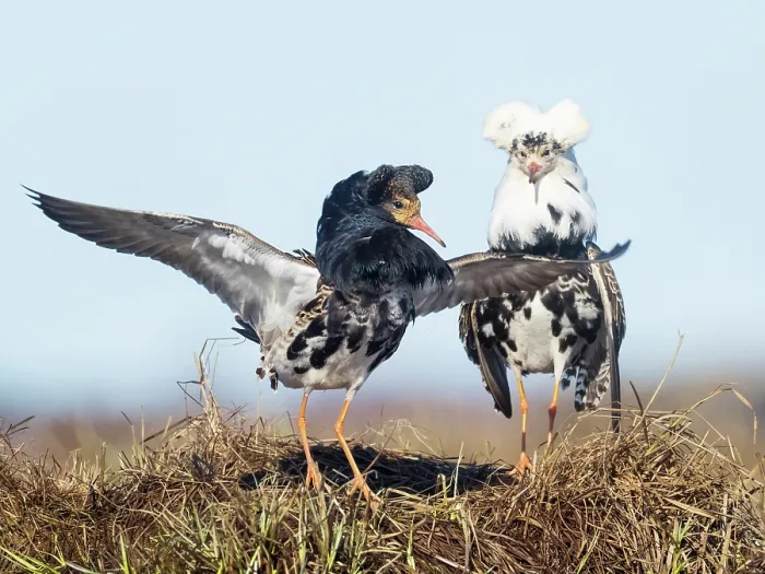 Framed Print : Two Ruffs (Calidris pugnax) male, displaying at the lek on the shore of the feeding pool, Liminganlahti Bay, Liminka, Finland. May