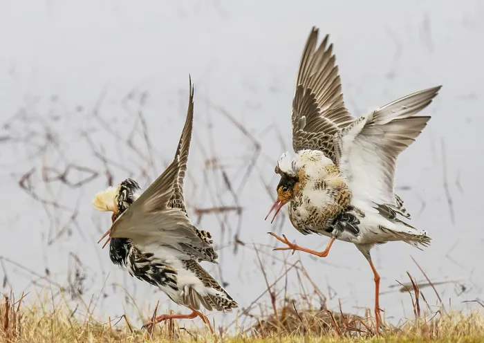 Framed Print : Two Ruffs (Calidris pugnax) male, energetically fighting and displaying at the main lek, Pokka, Finnish Lapland. May Framed Print : Two Ruffs (Calidris pugnax) male, energetically fighting and displaying at the main lek, Pokka, Finnish Lapland. May