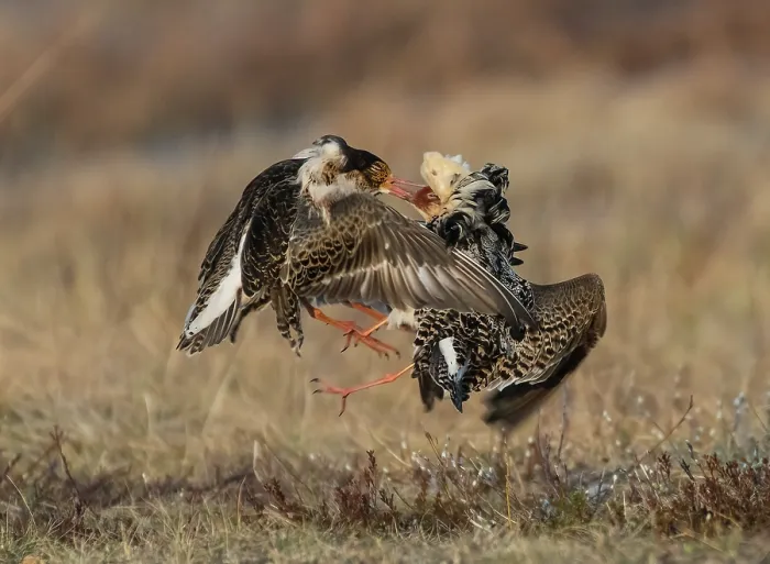 Framed Print : Two Ruffs (Calidris pugnax) male, fighting at lek, Pokka, Finland, Lapland. May