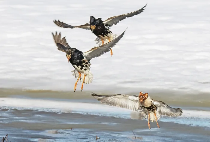 Framed Print : Three Ruffs (Calidris pugnax) male, flying in to join the lek, Pokka, Finnish Lapland. May