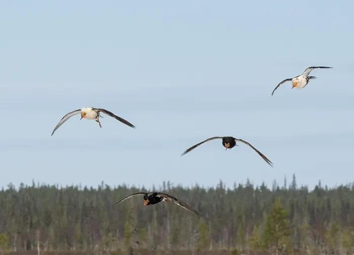 Framed Print : Four Ruffs (Calidris pugnax) male, flying in to join the lek, Pokka, Finnish Lapland. May Framed Print : Four Ruffs (Calidris pugnax) male, flying in to join the lek, Pokka, Finnish Lapland. May