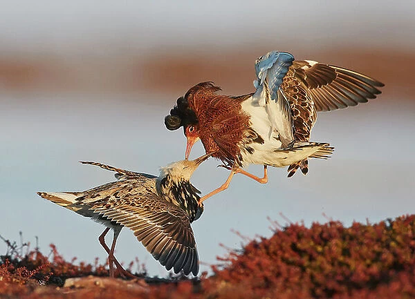 Two Ruffs (Philomachus pugnax) male, competing at a lek, Vardo, Norway. May