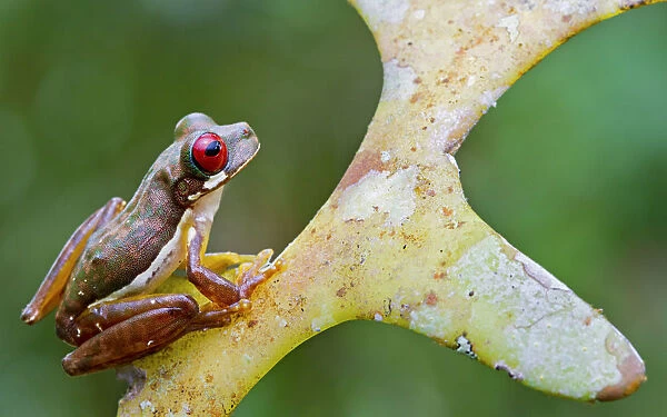 Rufous-eyed stream frog (Duellmanohyla rufioculis) on plant