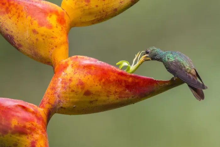Framed Print : Rufous-tailed hummingbird (Amazilia tzacatl) feeding from Heliconia flower