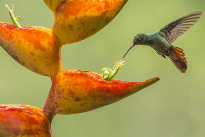 Framed Print : Rufous-tailed hummingbird (Amazilia tzacatl) feeding from Heliconia flower (Heliconia