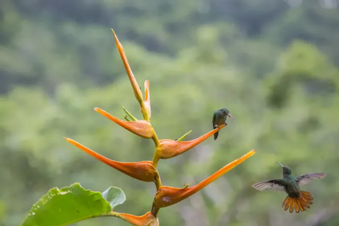 Framed Print : Rufous-tailed hummingbird (Amazilia tzacatl) territorial fighting around Heliconia flower