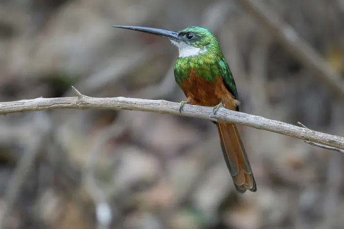 Framed Print : Rufous-tailed jacamar (Galbula ruficauda) perched on branch, Pampas del Yacuma, El Beni, Bolivia Framed Print : Rufous-tailed jacamar (Galbula ruficauda) perched on branch, Pampas del Yacuma, El Beni, Bolivia