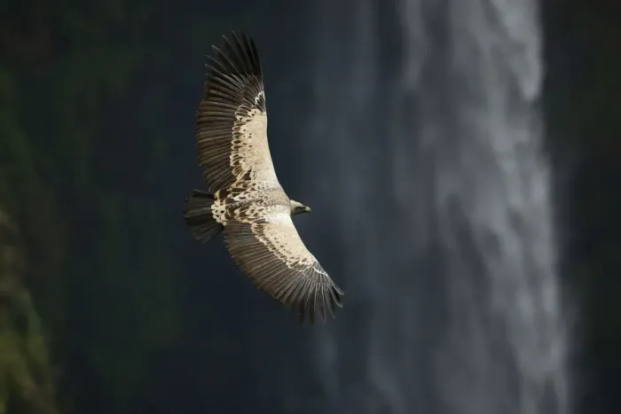 Framed Print : Ruppells griffon vulture (Gyps rueppellii) flying over Jinbar waterfall Framed Print : Ruppells griffon vulture (Gyps rueppellii) flying over Jinbar waterfall