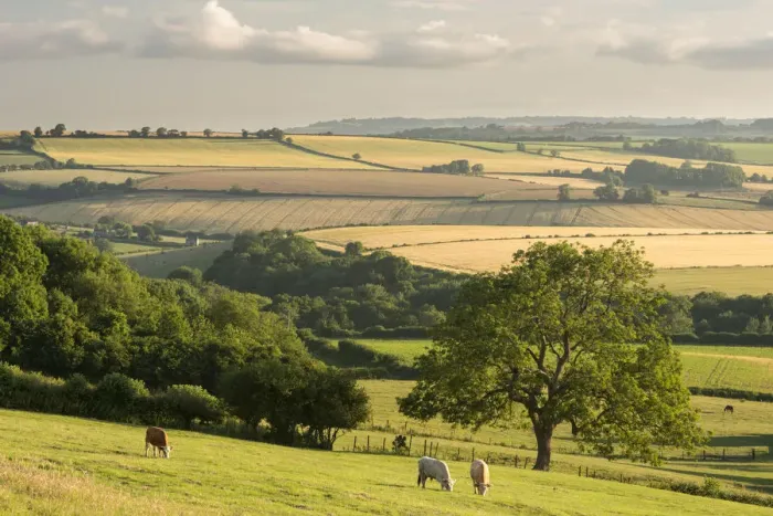 Framed Print : Rural view of rolling countryside with grazing cattle, near Frome, Somerset, UK. July 2014