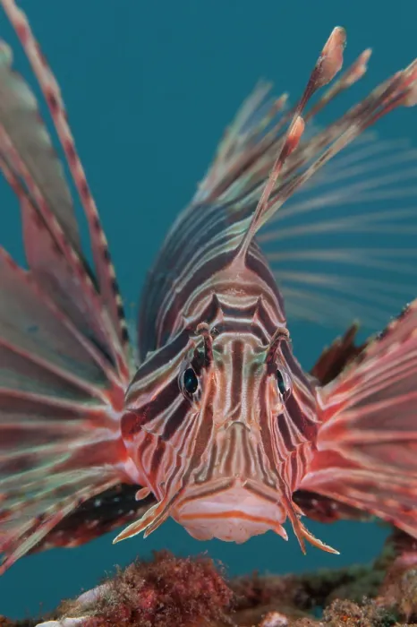 Framed Print : Russell's lionfish (Pterois russelii) portrait, Bali, Pacific Ocean Framed Print : Russell's lionfish (Pterois russelii) portrait, Bali, Pacific Ocean