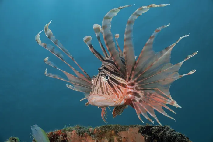 Framed Print : Russell's lionfish (Pterois russelii) portrait, Bali, Pacific Ocean Framed Print : Russell's lionfish (Pterois russelii) portrait, Bali, Pacific Ocean