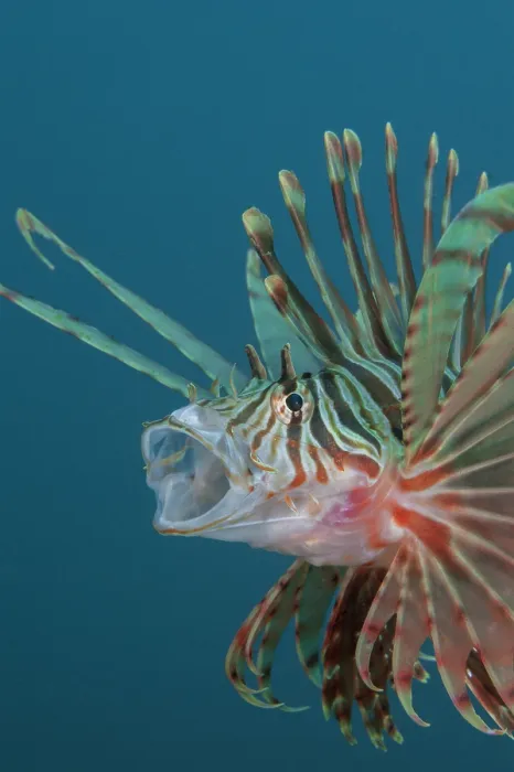 Framed Print : Russell's lionfish (Pterois russelii) portrait, Bali, Pacific Ocean Framed Print : Russell's lionfish (Pterois russelii) portrait, Bali, Pacific Ocean